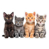 Animal Jigsaw Puzzle > Wooden Jigsaw Puzzle > Jigsaw Puzzle Four Kittens - Jigsaw Puzzle