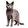 Animal Jigsaw Puzzle > Wooden Jigsaw Puzzle > Jigsaw Puzzle Russian Blue Cat - Jigsaw Puzzle