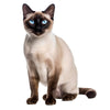 Animal Jigsaw Puzzle > Wooden Jigsaw Puzzle > Jigsaw Puzzle Siamese Cat - Jigsaw Puzzle