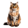 Animal Jigsaw Puzzle > Wooden Jigsaw Puzzle > Jigsaw Puzzle Siberian Cat - Jigsaw Puzzle